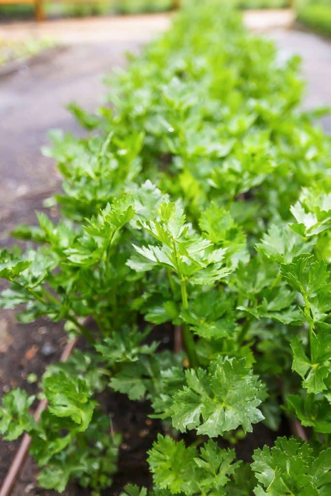 parsley thyme substitute
